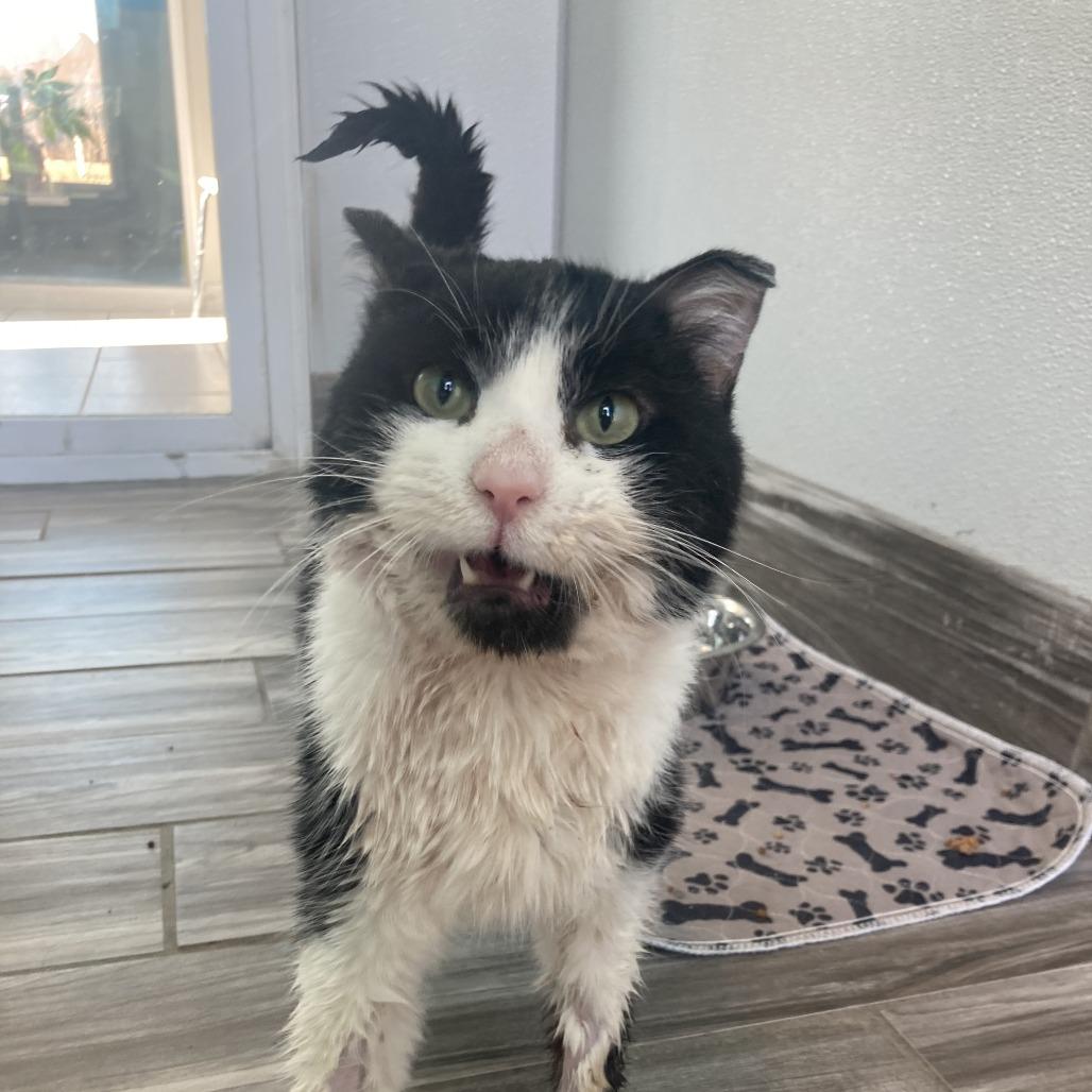 Enlarge Sylvester, a Adoptable Domestic Short Hair in West Des Moines, IA image 2/2