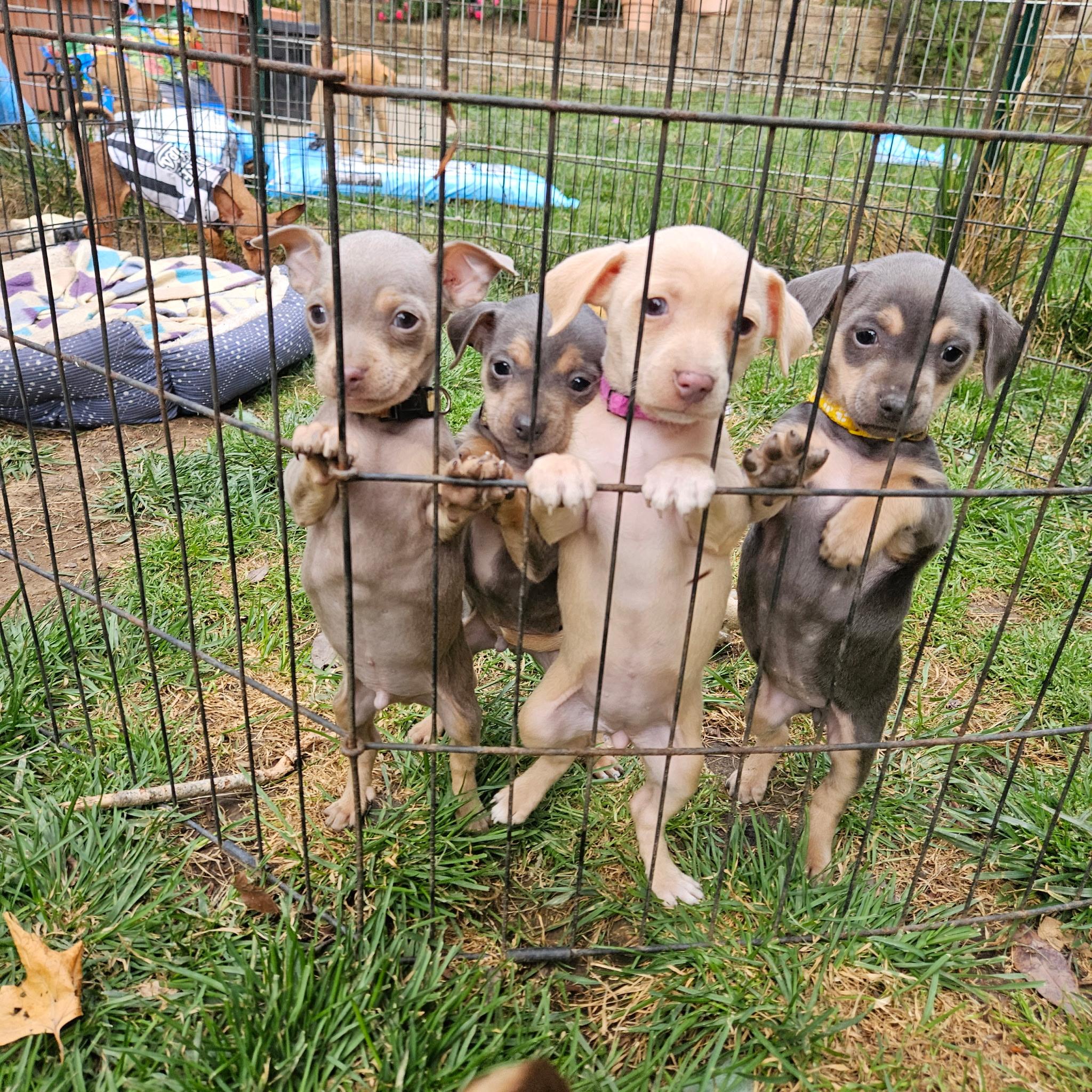 Marigold, an adopted mixed breed in clayton , CA image 2/2