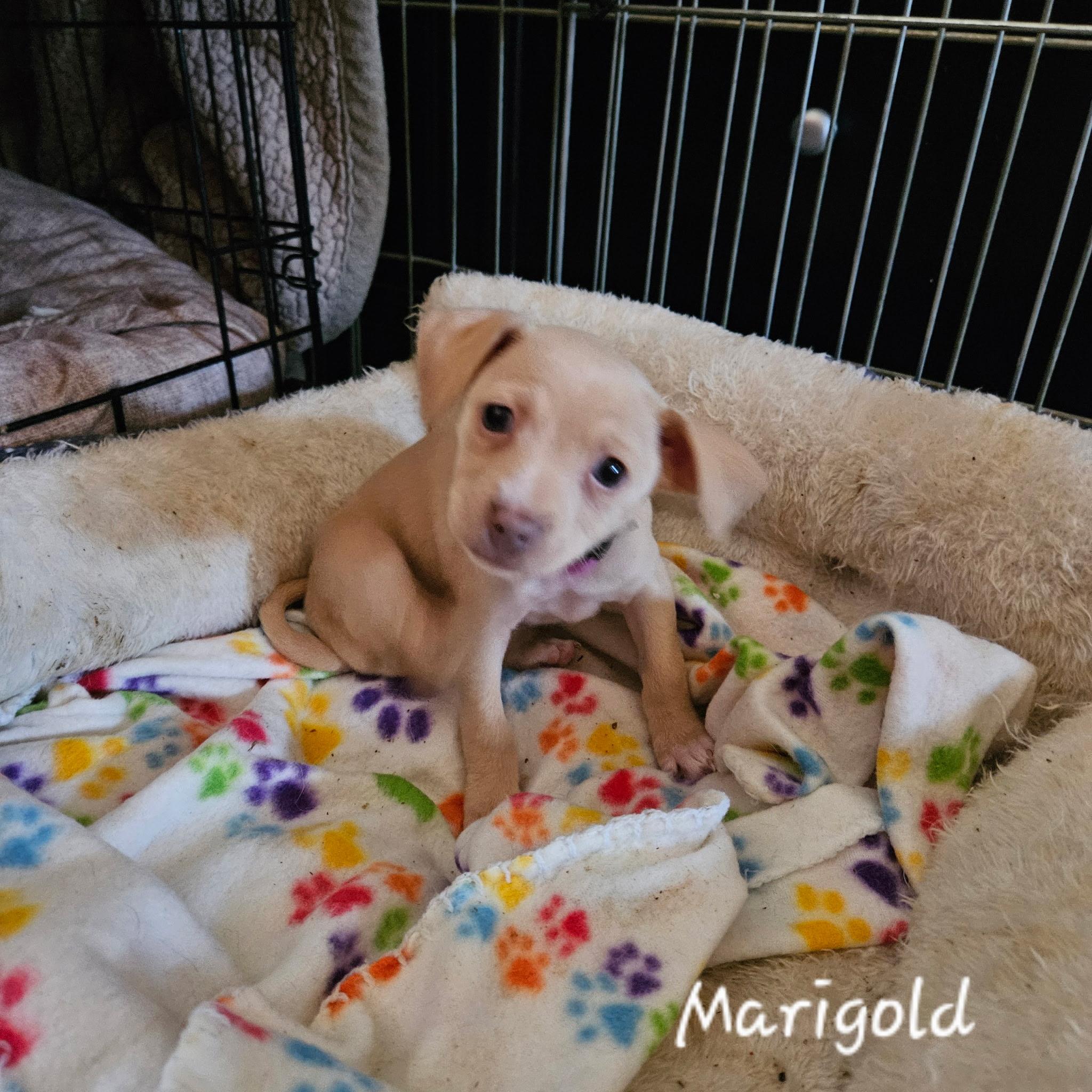 Marigold, adopted, Puppy Female Chihuahua.