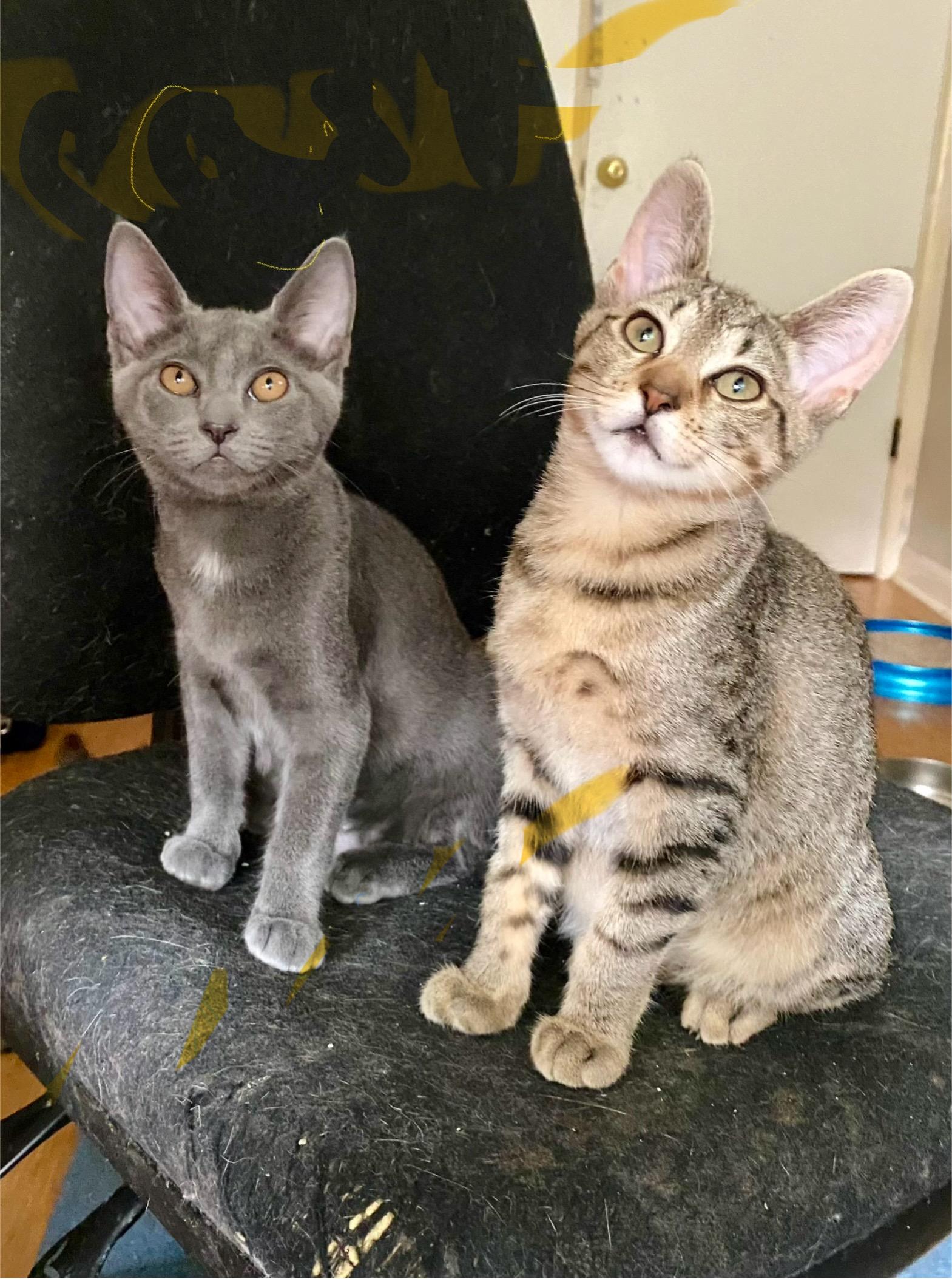 Enlarge Cara, a Adoptable Domestic Short Hair in Jeffersonville, IN image 2/2