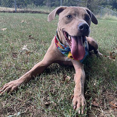 Enlarge Sims, a Adopted mixed breed in Tishomingo, OK image 1/5