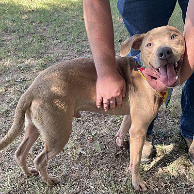 Enlarge Sims, a Adopted mixed breed in Tishomingo, OK image 4/5