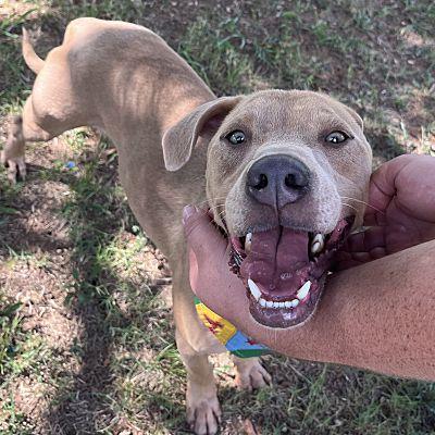 Enlarge Sims, a Adopted mixed breed in Tishomingo, OK image 3/5