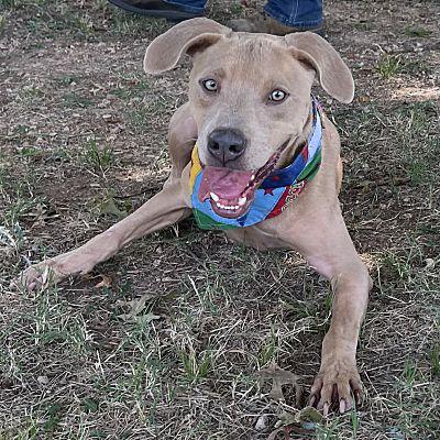 Enlarge Sims, a Adopted mixed breed in Tishomingo, OK image 5/5