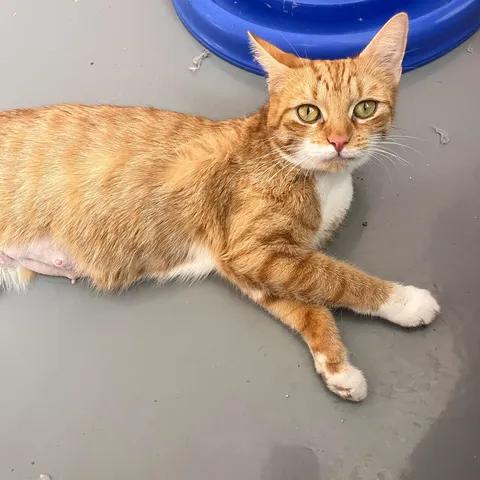 Enlarge Ginger, a Adoptable American Shorthair in St George, NB image 1/1