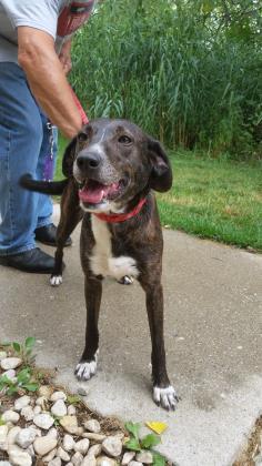Katie Bell, Adoptable, Adult Female Mixed Breed & Mixed Breed.