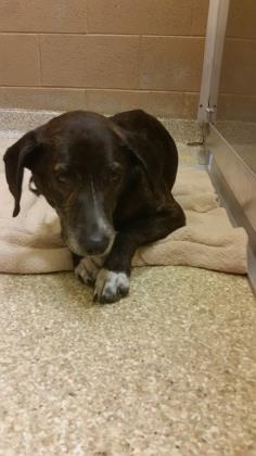 Enlarge Katie Bell, a Adoptable mixed breed in Munster, IN image 2/3
