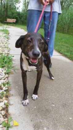 Enlarge Katie Bell, a Adoptable mixed breed in Munster, IN image 3/3