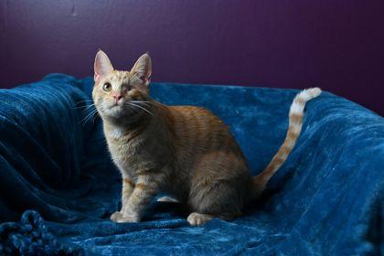 Carrot, Adoptable, Kitten Male Domestic Short Hair & Domestic Short Hair.