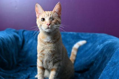 Enlarge Carrot, a Adoptable Domestic Short Hair in Savannah, GA image 2/3