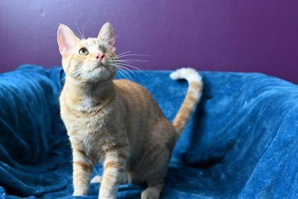 Enlarge Carrot, a Adoptable Domestic Short Hair in Savannah, GA image 3/3