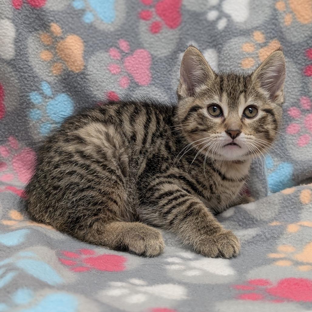 Optimus, Adoptable, Kitten Male Domestic Short Hair.