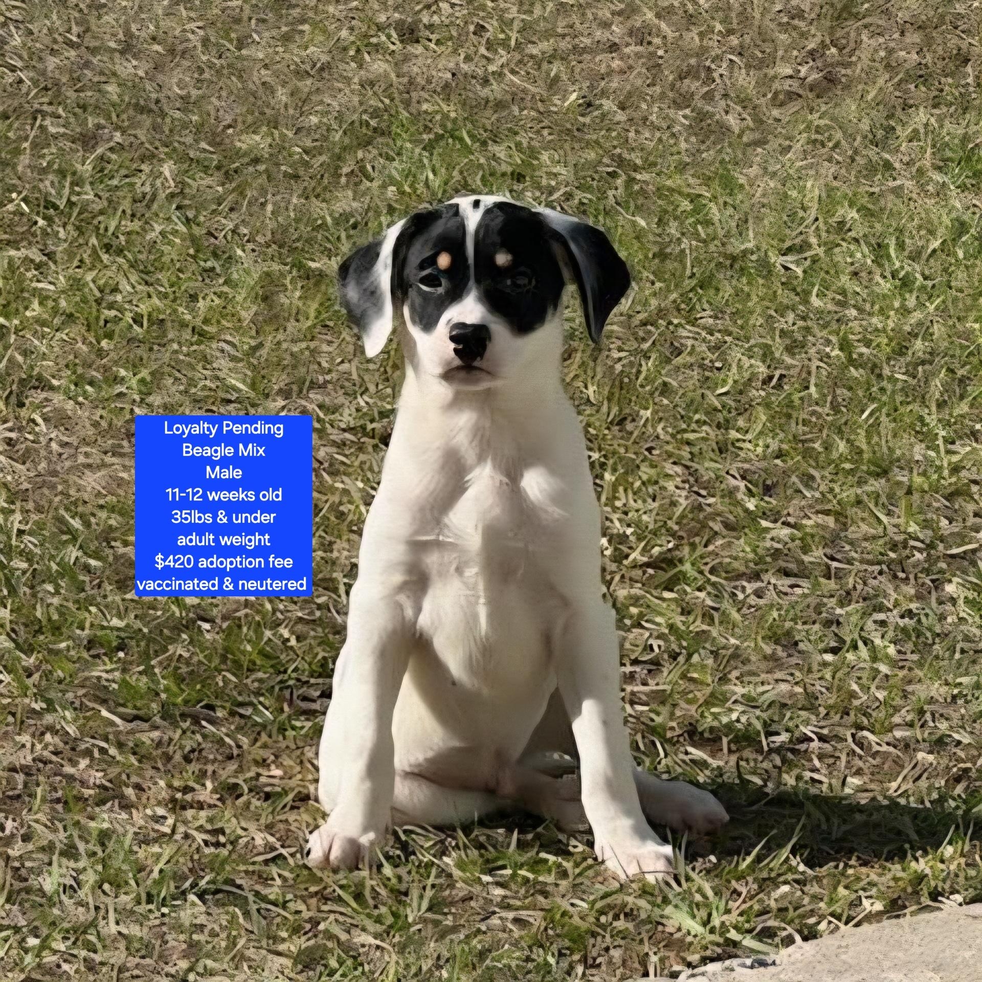 Enlarge Loyalty Pending, a ADOPTABLE mixed breed in Oviedo, FL image 1/1