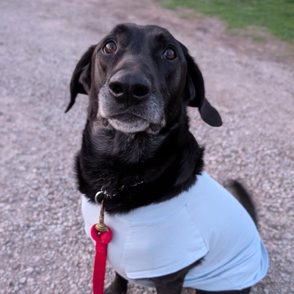Sampson, Adoptable, Adult Male Black Labrador Retriever.