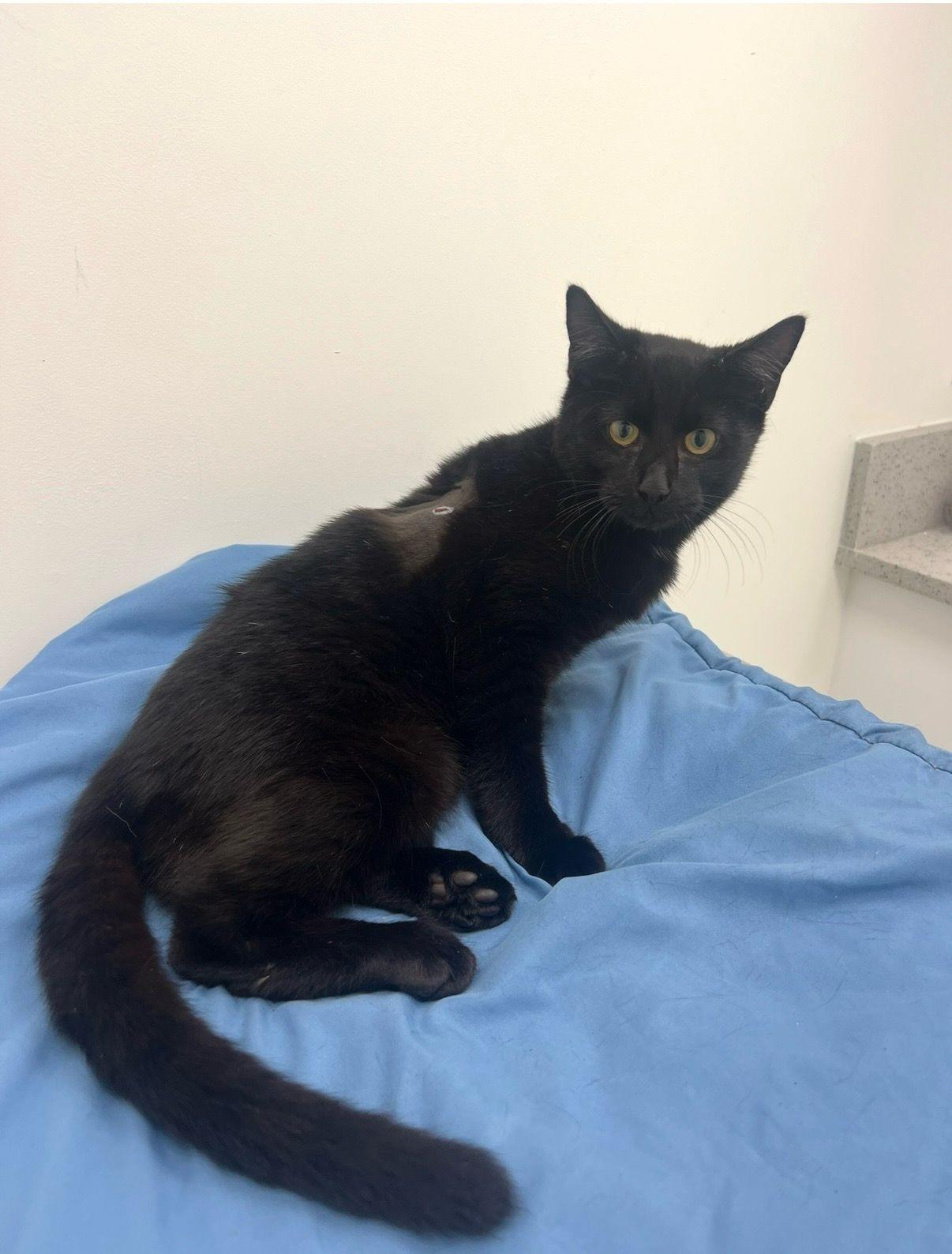 Chicken Nugget, a ADOPTABLE Domestic Short Hair in Miami Beach, FL image 4/4