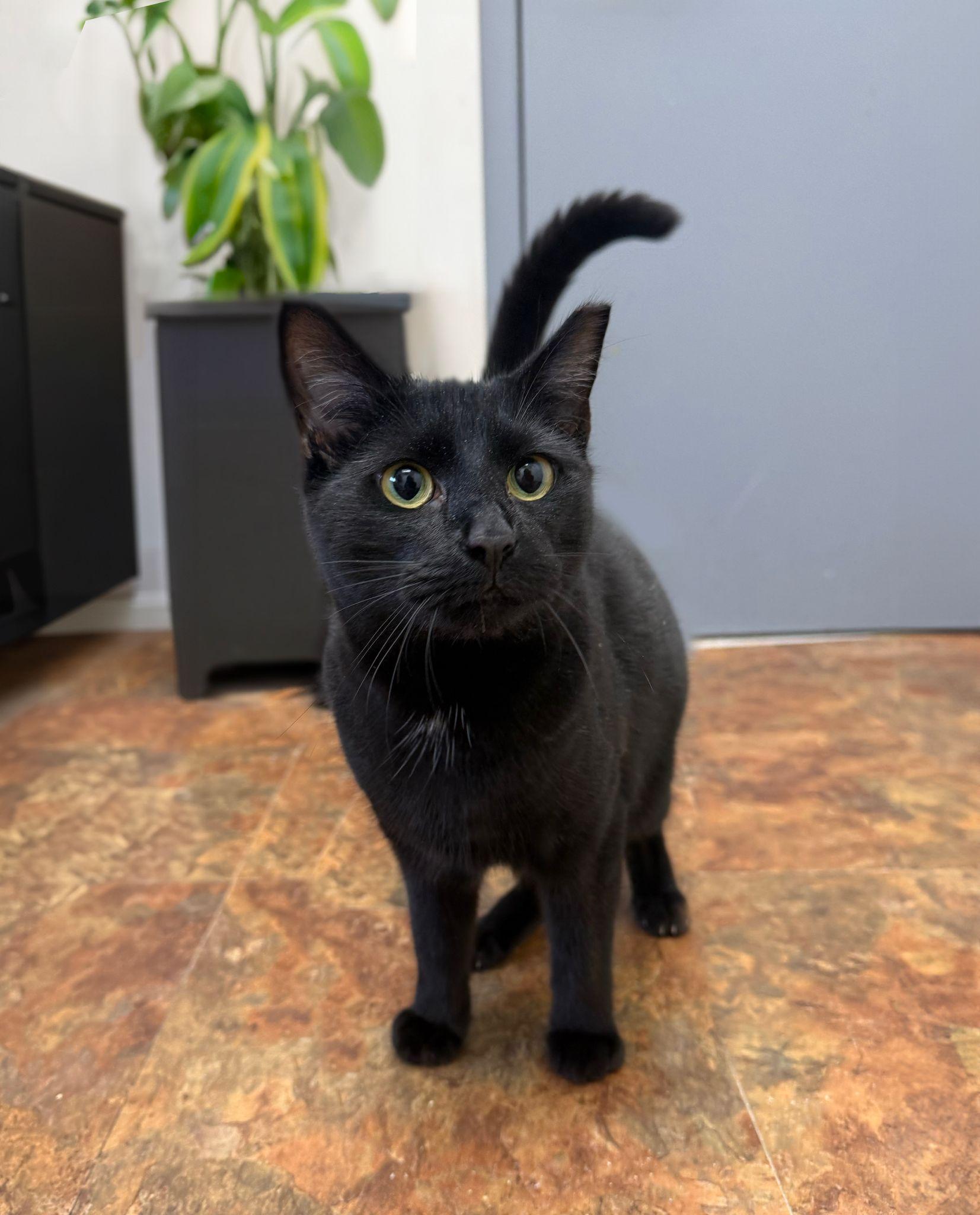 Chicken Nugget, a ADOPTABLE Domestic Short Hair in Miami Beach, FL image 3/4