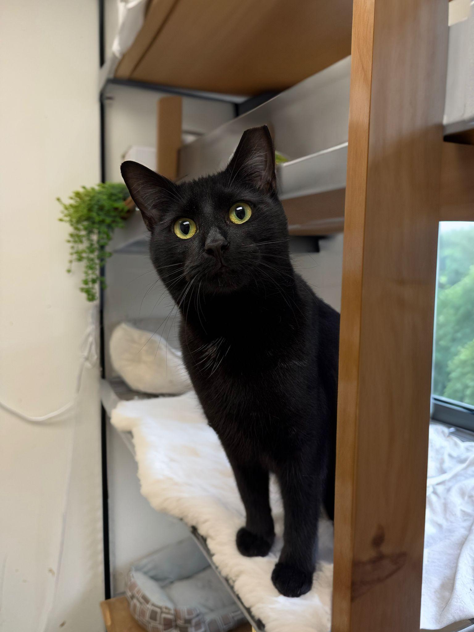 Chicken Nugget, ADOPTABLE, Young Male Domestic Short Hair.