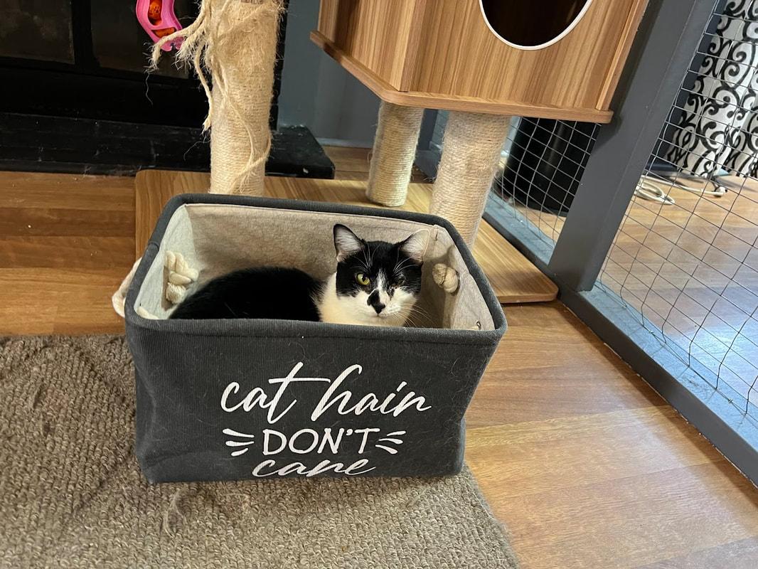 Eliza, Adoptable, Adult Female Domestic Short Hair.