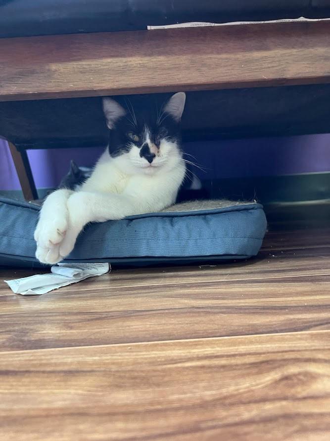 Eliza, a Adoptable Domestic Short Hair in Kalamazoo, MI image 6/6