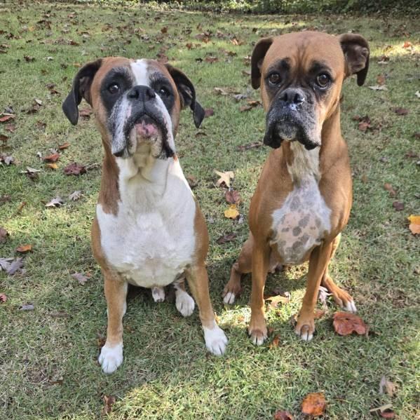 Enlarge Rocky 05-1205, a Adoptable Boxer in Tyrone, GA image 1/6