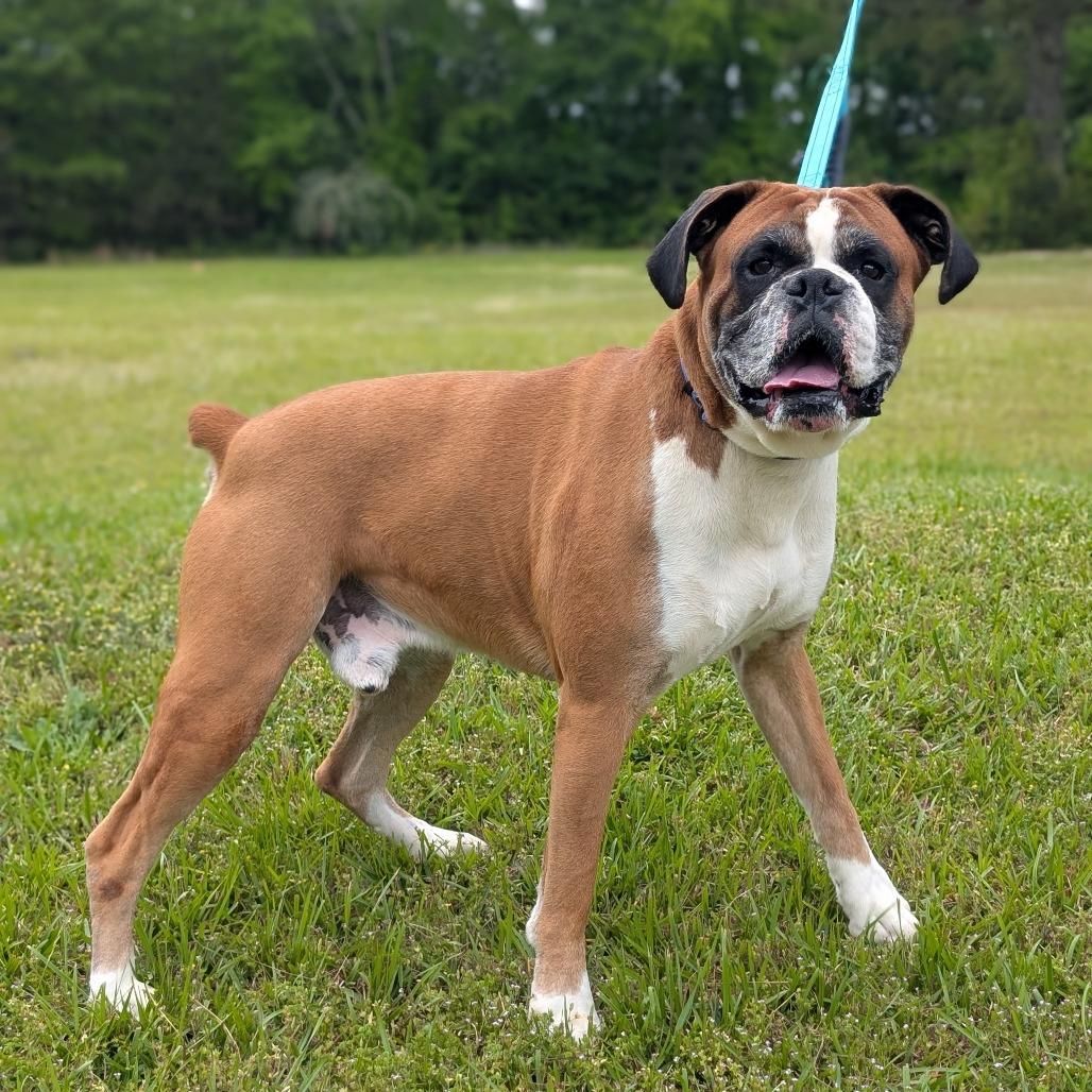 Enlarge Rocky 05-1205, a Adoptable Boxer in Tyrone, GA image 2/6