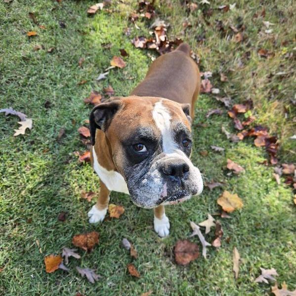 Rocky 05-1205, Adoptable, Adult Male Boxer.