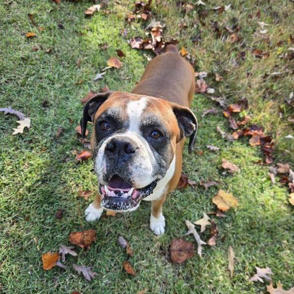 Enlarge Rocky 05-1205, a Adoptable Boxer in Tyrone, GA image 3/6