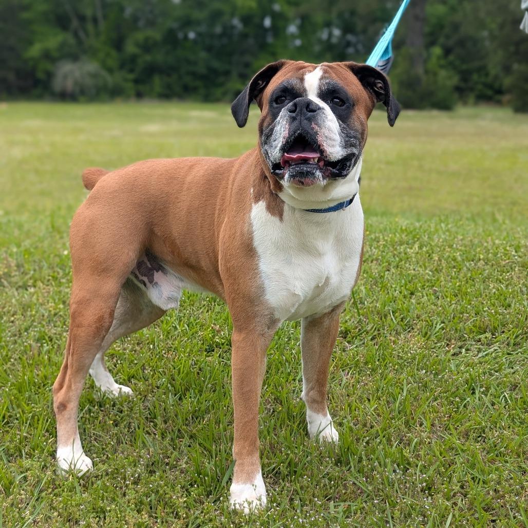 Enlarge Rocky 05-1205, a Adoptable Boxer in Tyrone, GA image 5/6
