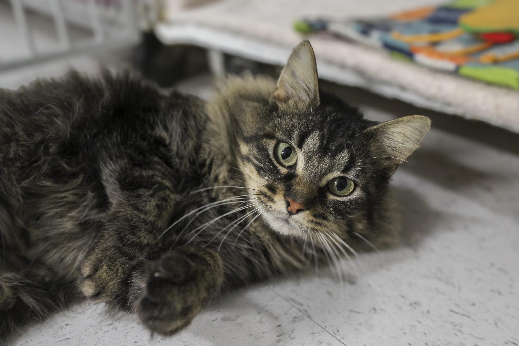 Kanga, ADOPTABLE, Adult Female Domestic Medium Hair.