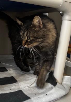 Enlarge Kanga, a ADOPTABLE Domestic Medium Hair in Hutchinson, MN image 3/3