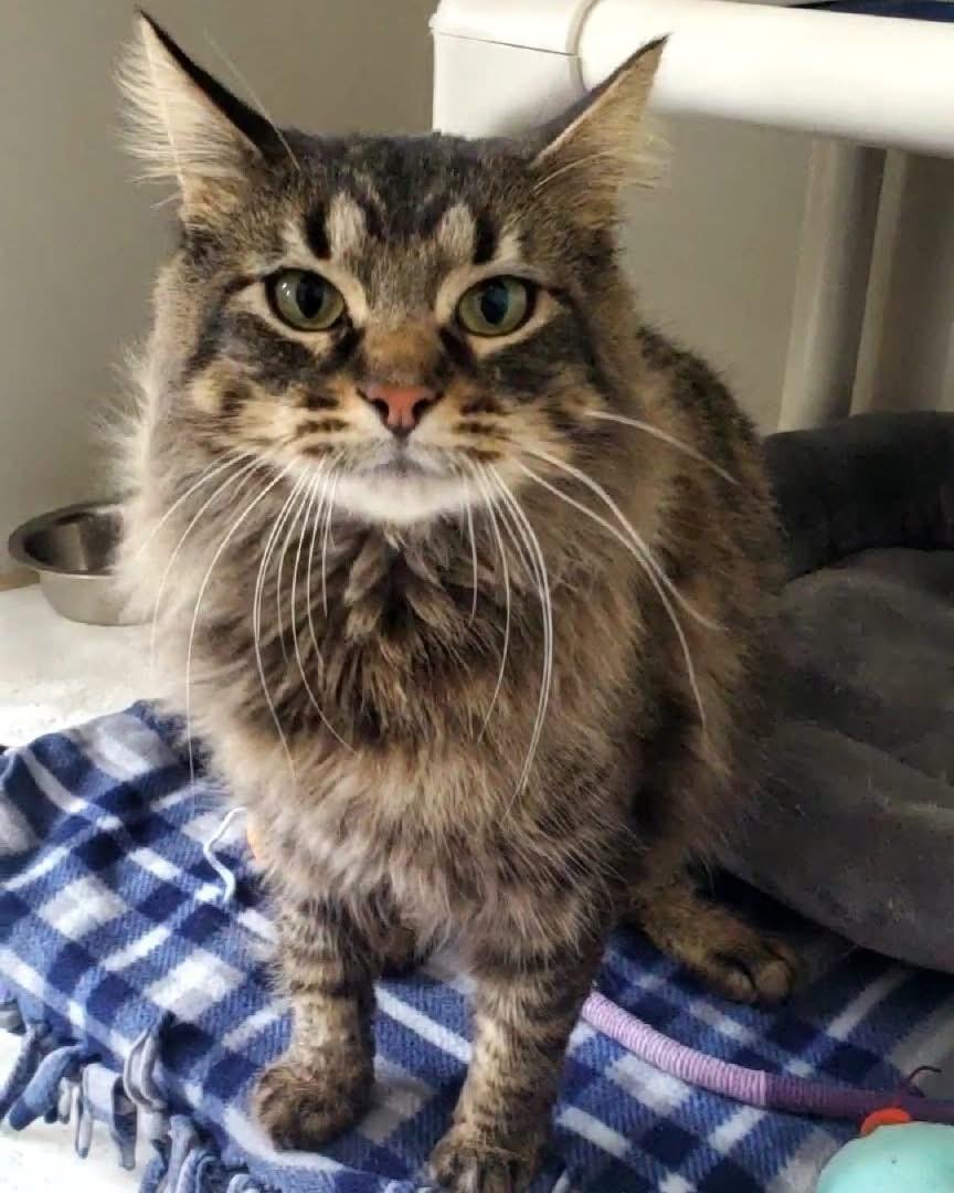 Enlarge Kanga, a ADOPTABLE Domestic Medium Hair in Hutchinson, MN image 4/6