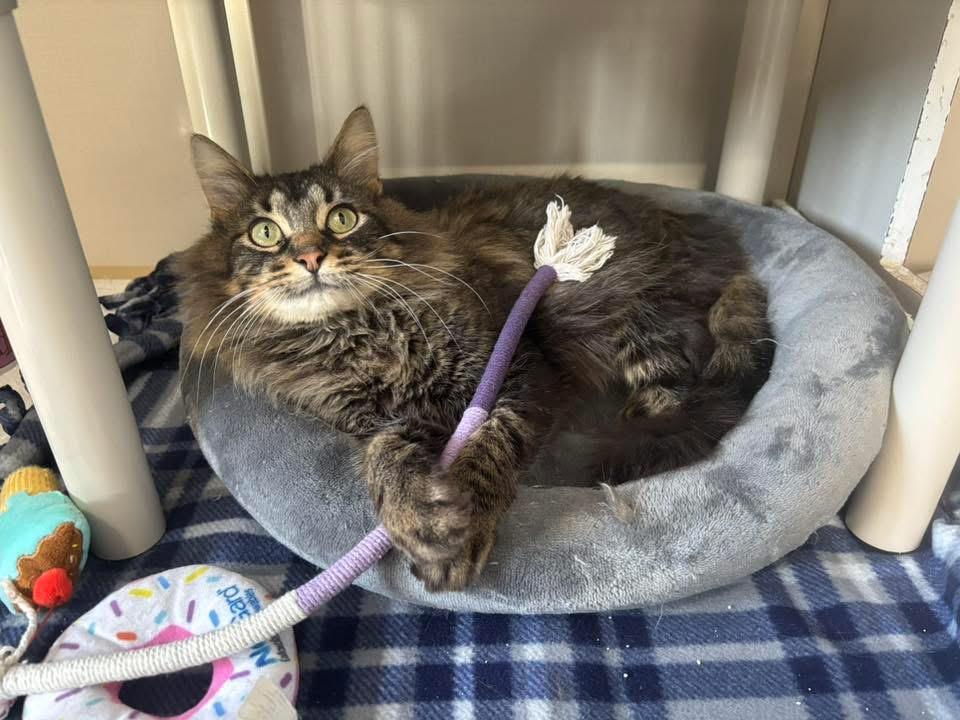 Enlarge Kanga, a ADOPTABLE Domestic Medium Hair in Hutchinson, MN image 2/6