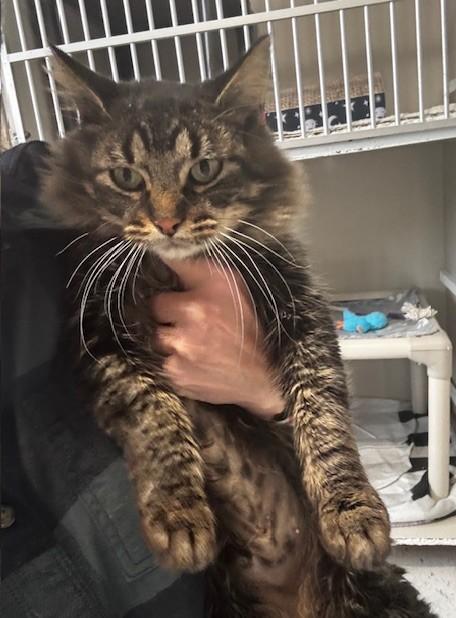 Enlarge Kanga, a ADOPTABLE Domestic Medium Hair in Hutchinson, MN image 2/3