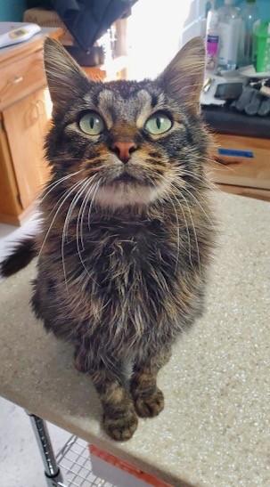 Kanga, ADOPTABLE, Adult Female Domestic Medium Hair.