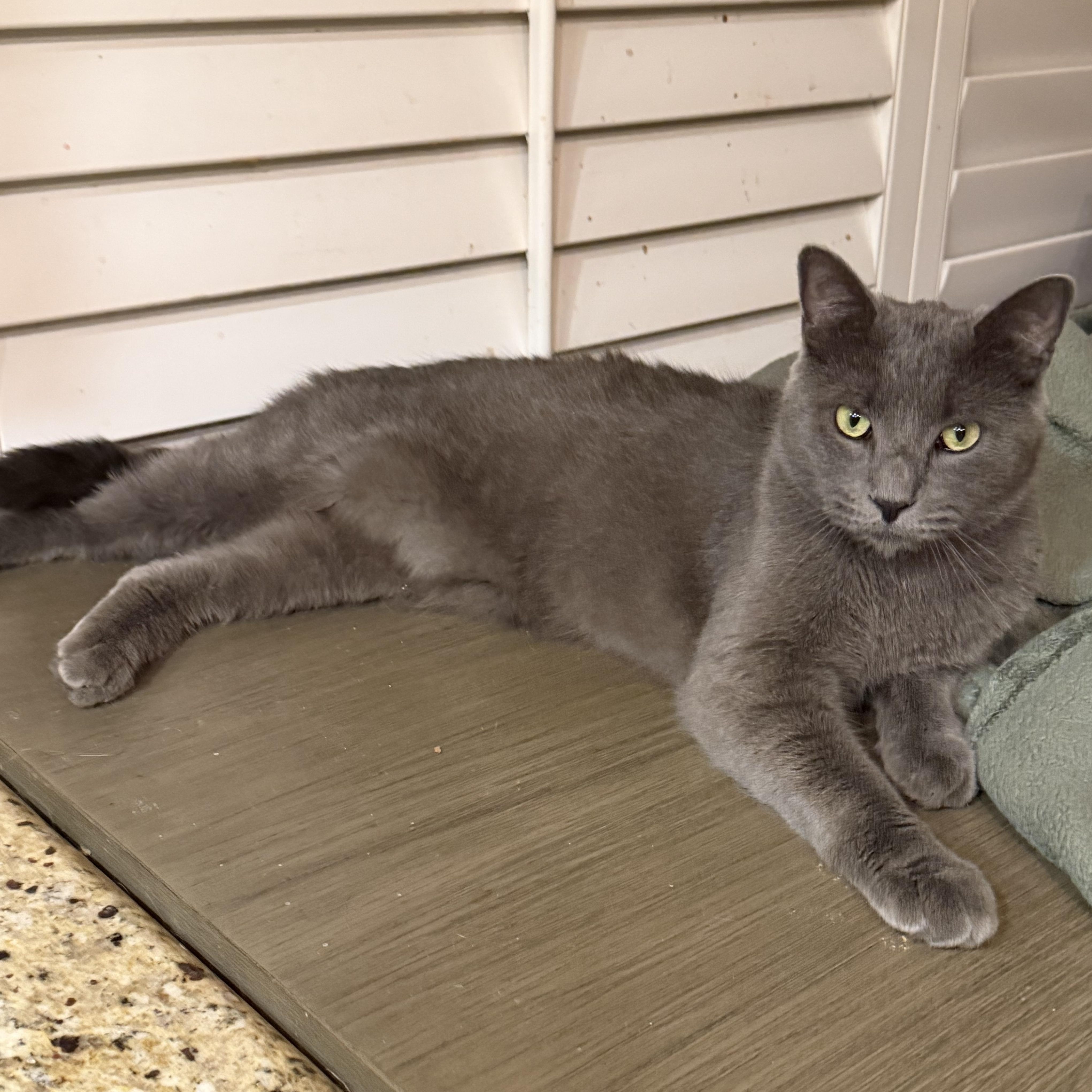 Handsome BP Boy, Adoptable, Young Male Russian Blue.