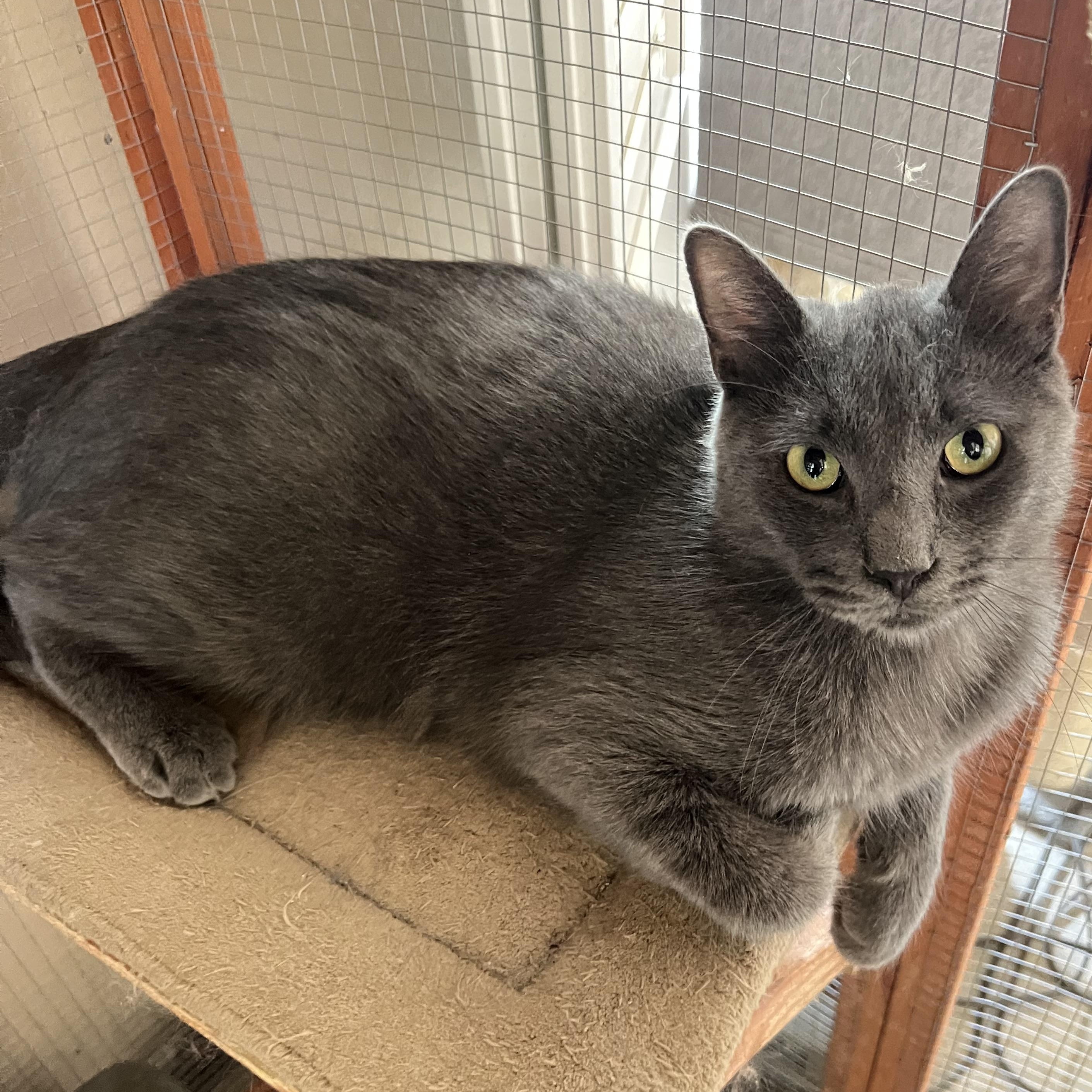Handsome BP Boy, a Adoptable Russian Blue in Glendora, CA image 1/3