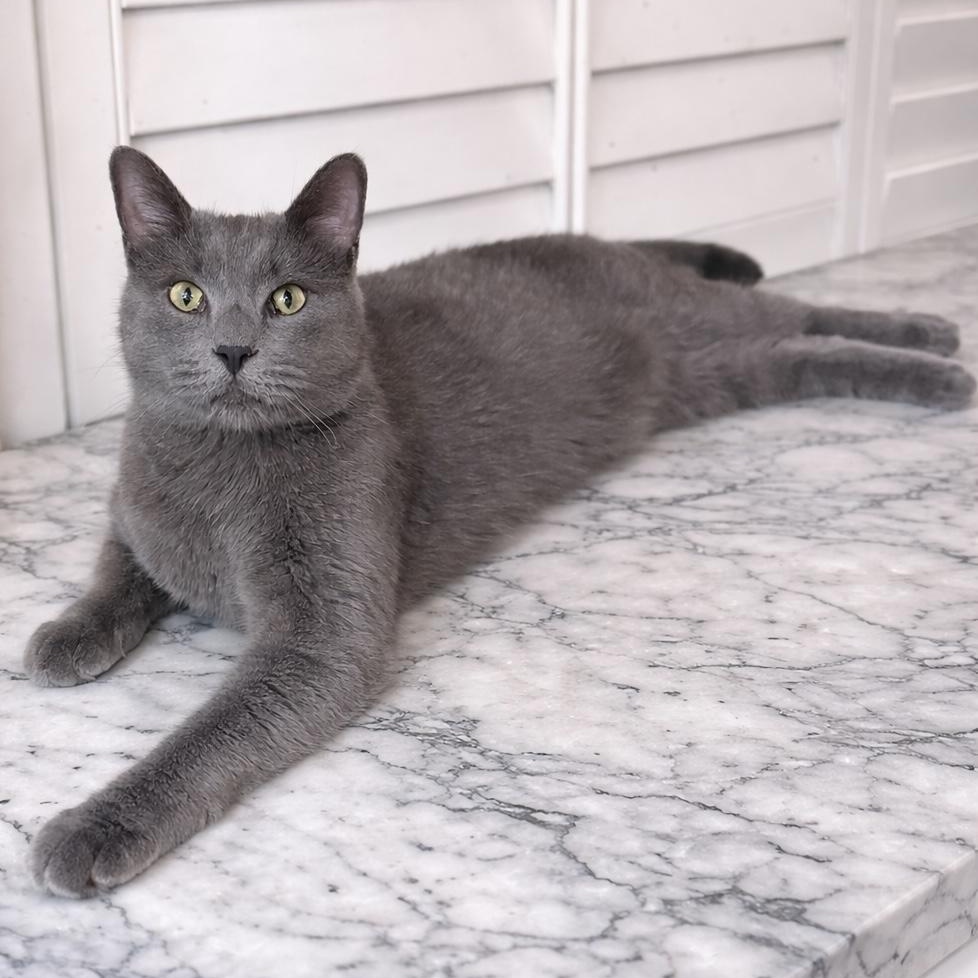 Enlarge Handsome BP Boy, a Adoptable Russian Blue in Glendora, CA image 1/5
