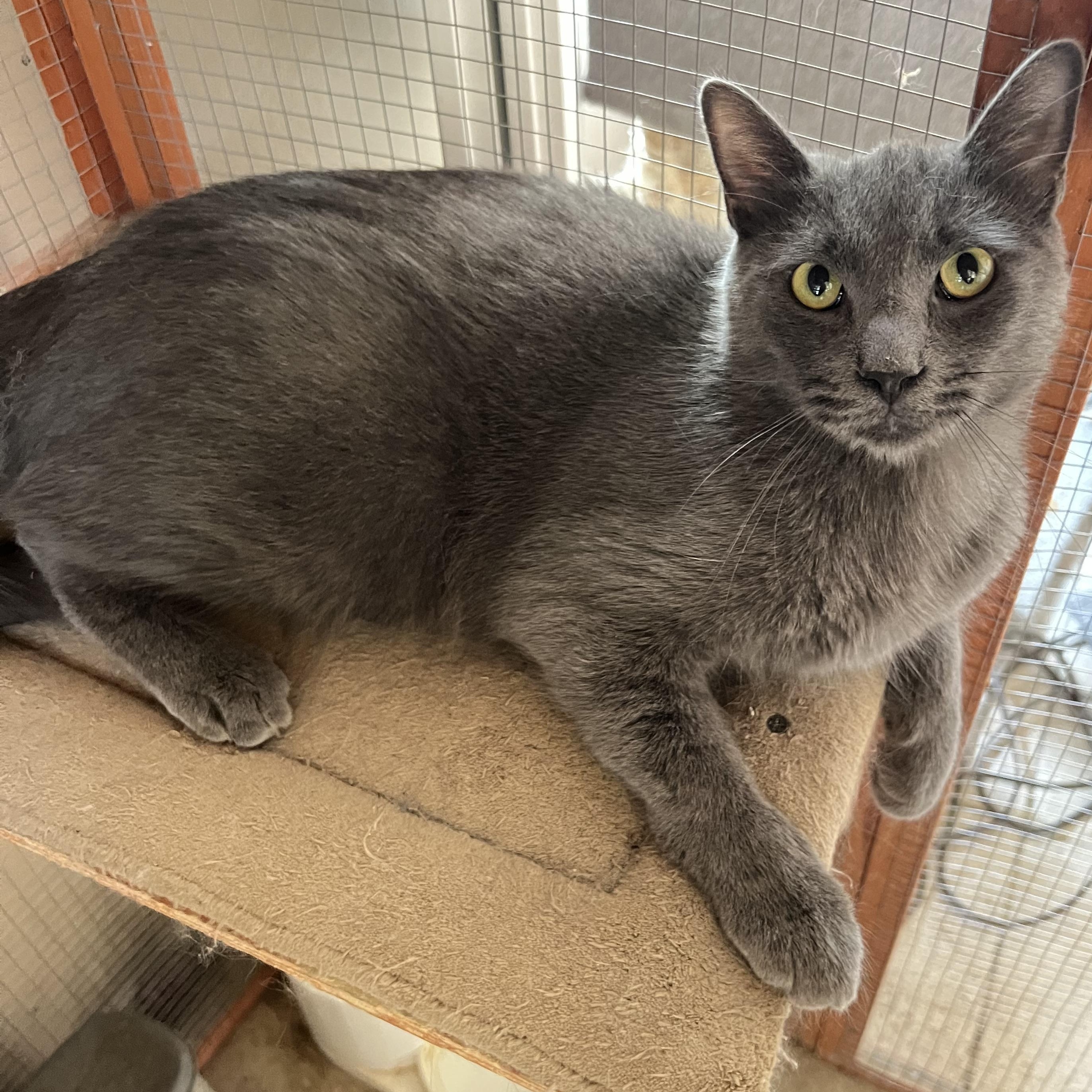 Handsome BP Boy, a Adoptable Russian Blue in Glendora, CA image 2/3