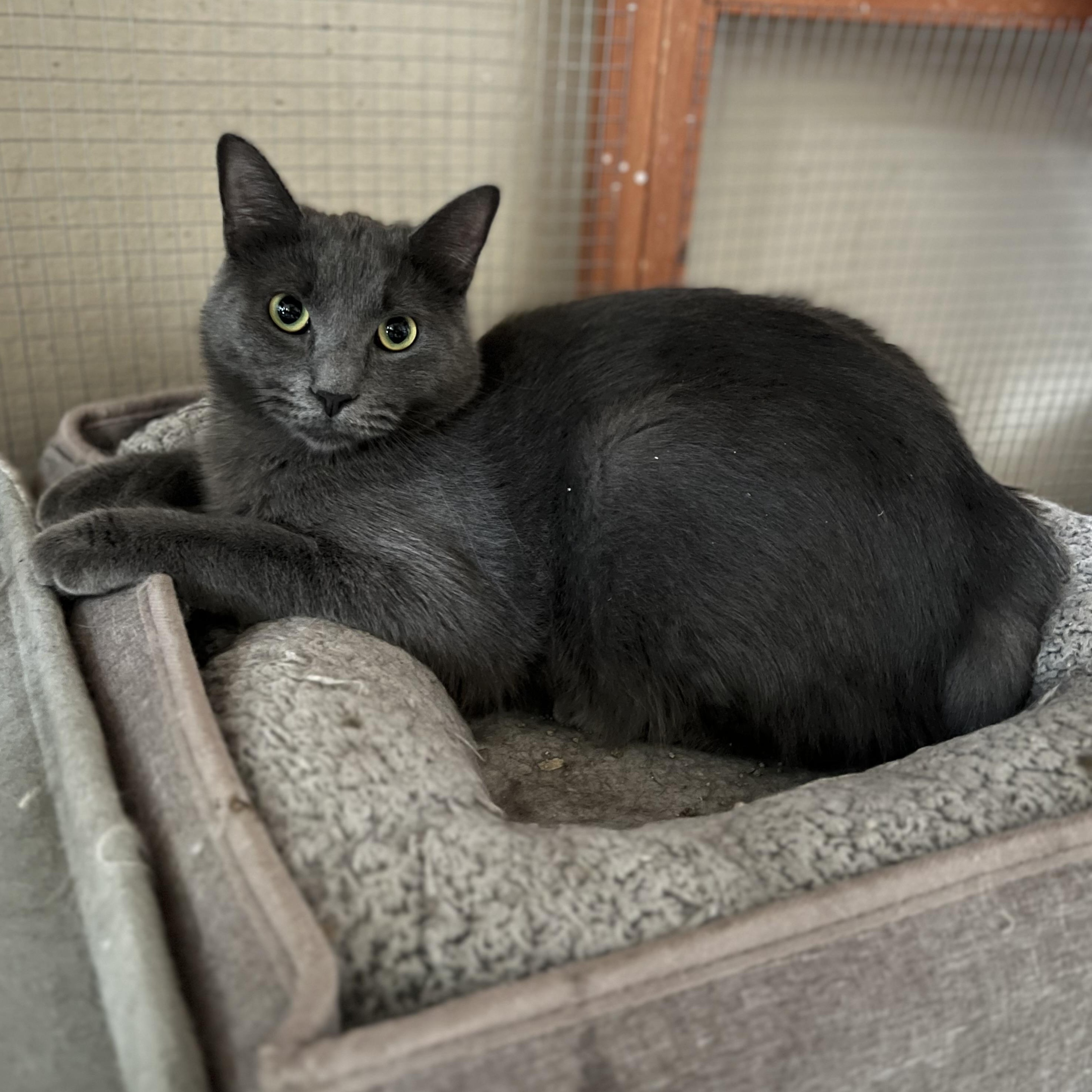Handsome BP Boy, a Adoptable Russian Blue in Glendora, CA image 3/3