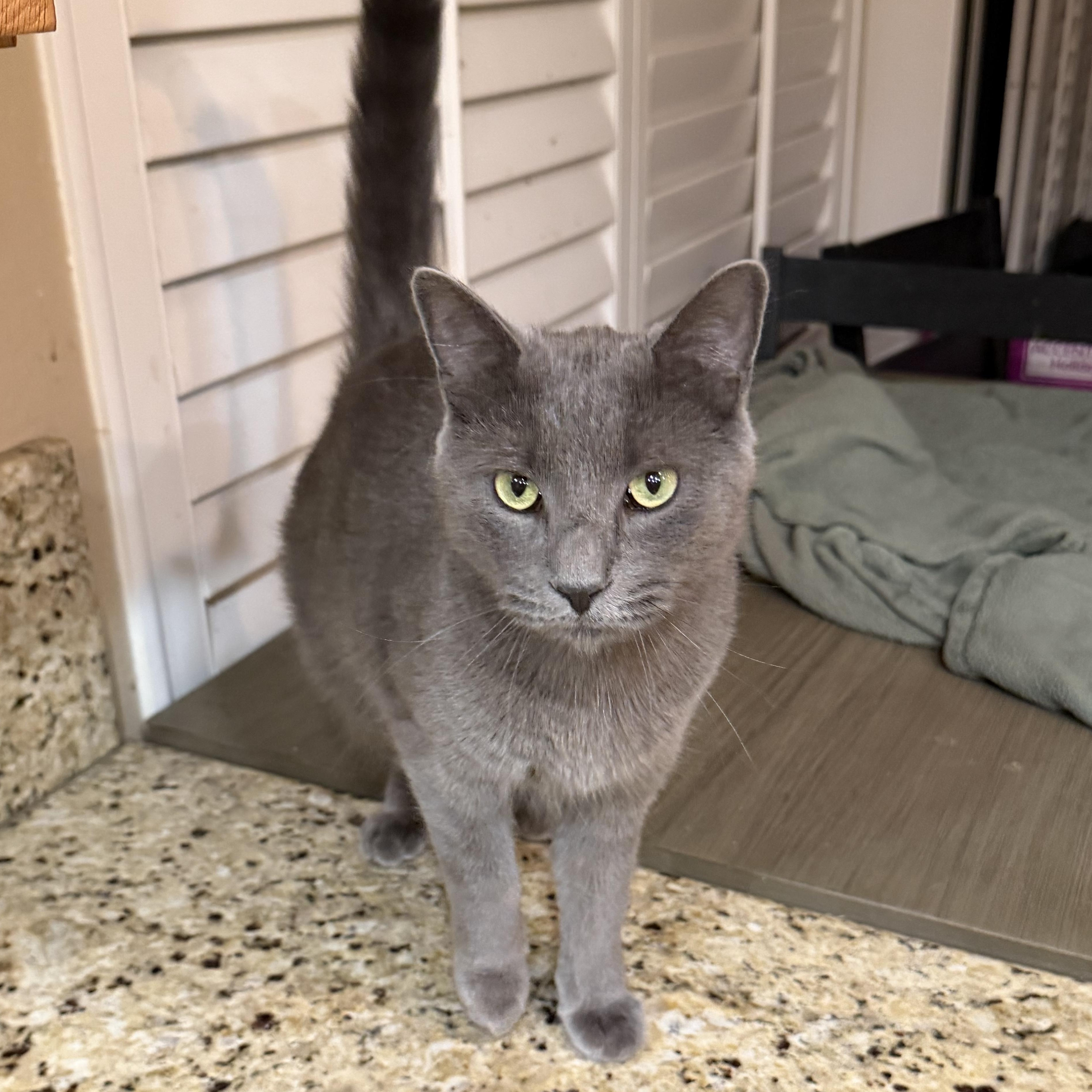 Enlarge Handsome BP Boy, a Adoptable Russian Blue in Glendora, CA image 2/5