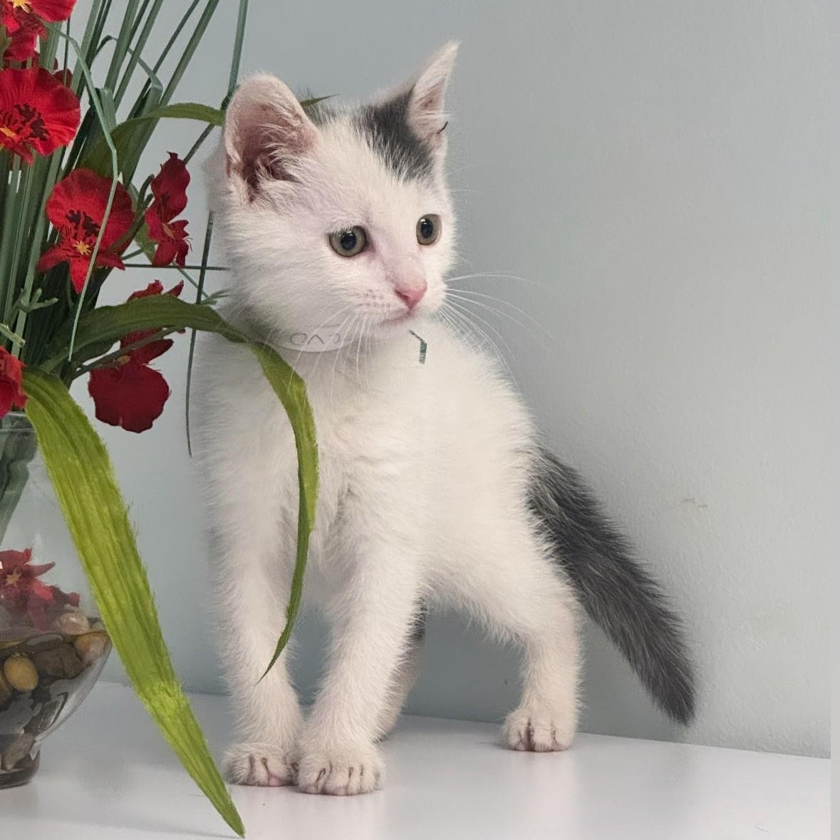 Volvo, ADOPTABLE, Young Male Domestic Short Hair.