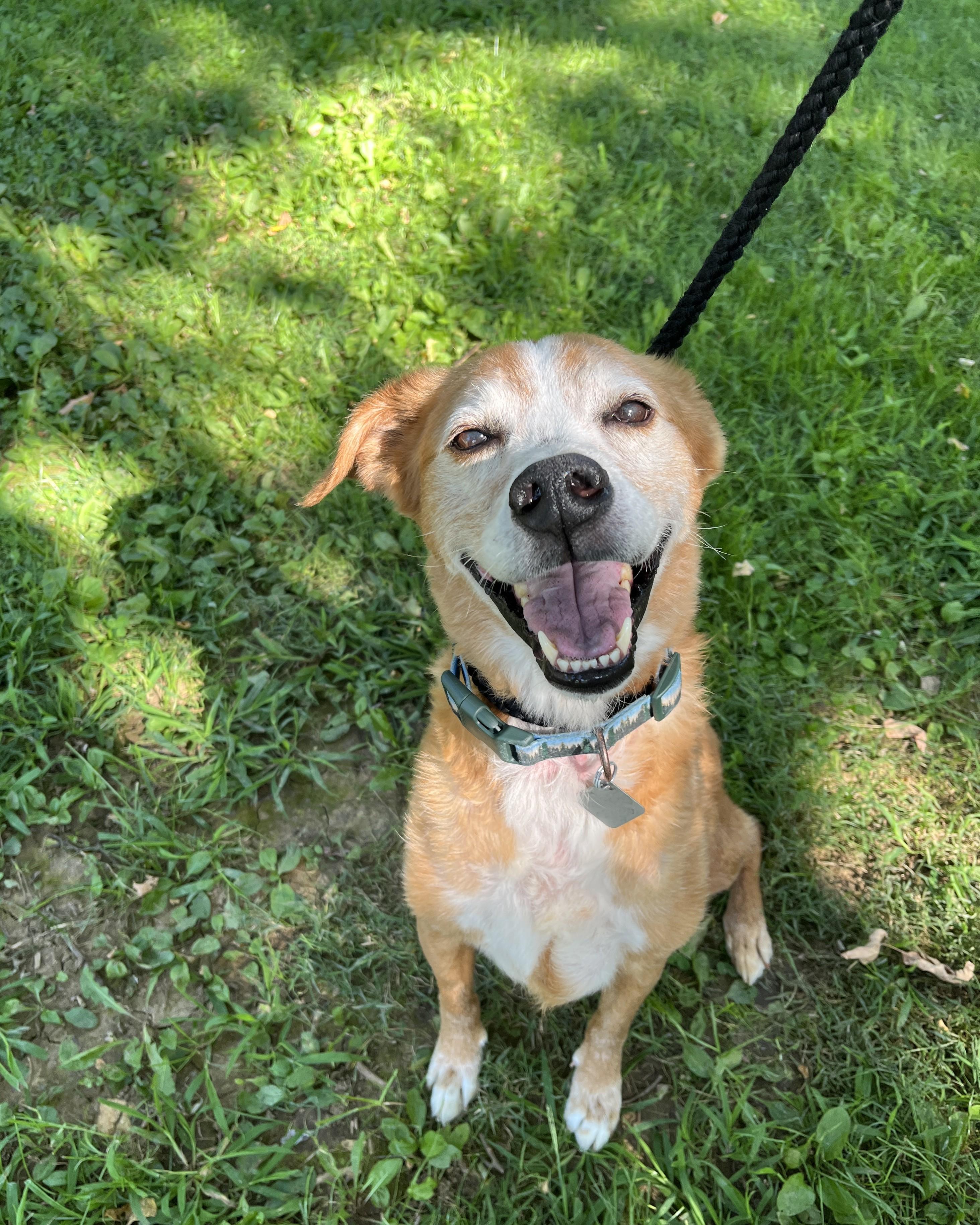 Enlarge Loki, a Adoptable mixed breed in New Hope, PA image 4/4