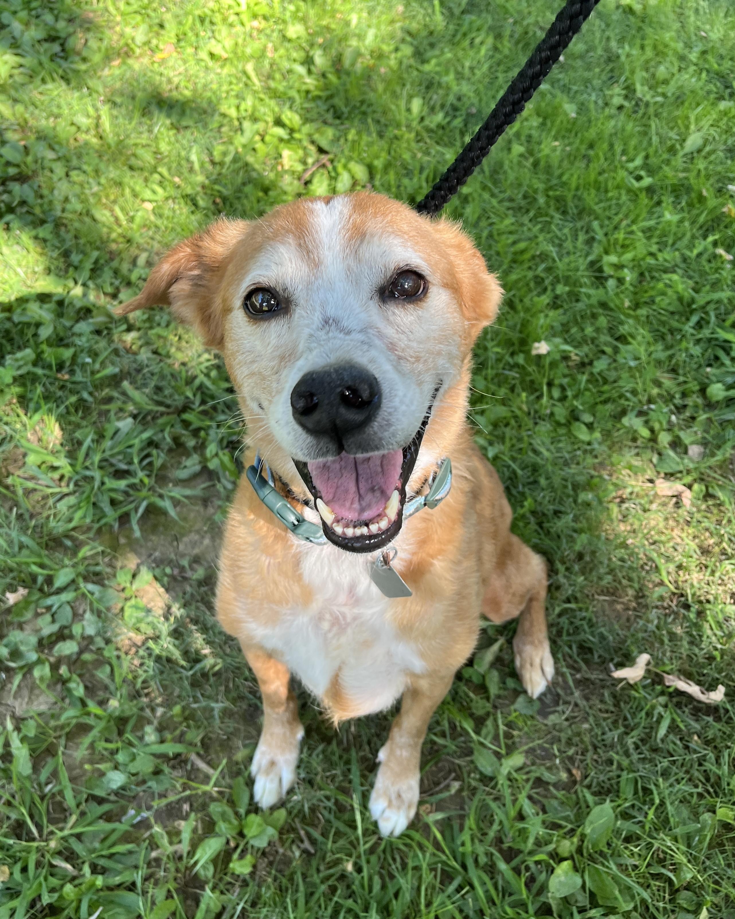 Loki, Adoptable, Senior Male Mixed Breed.
