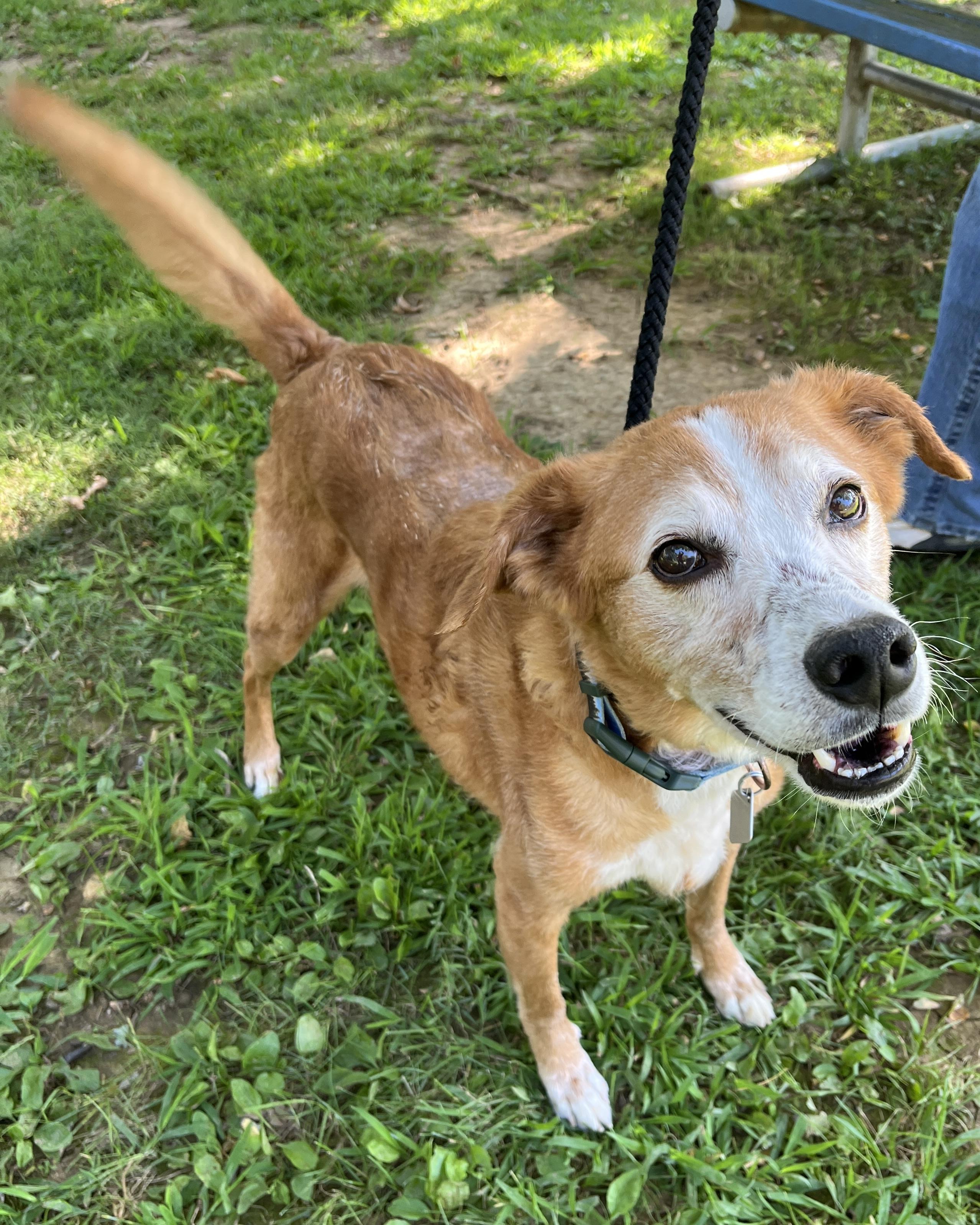 Enlarge Loki, a Adoptable mixed breed in New Hope, PA image 3/4
