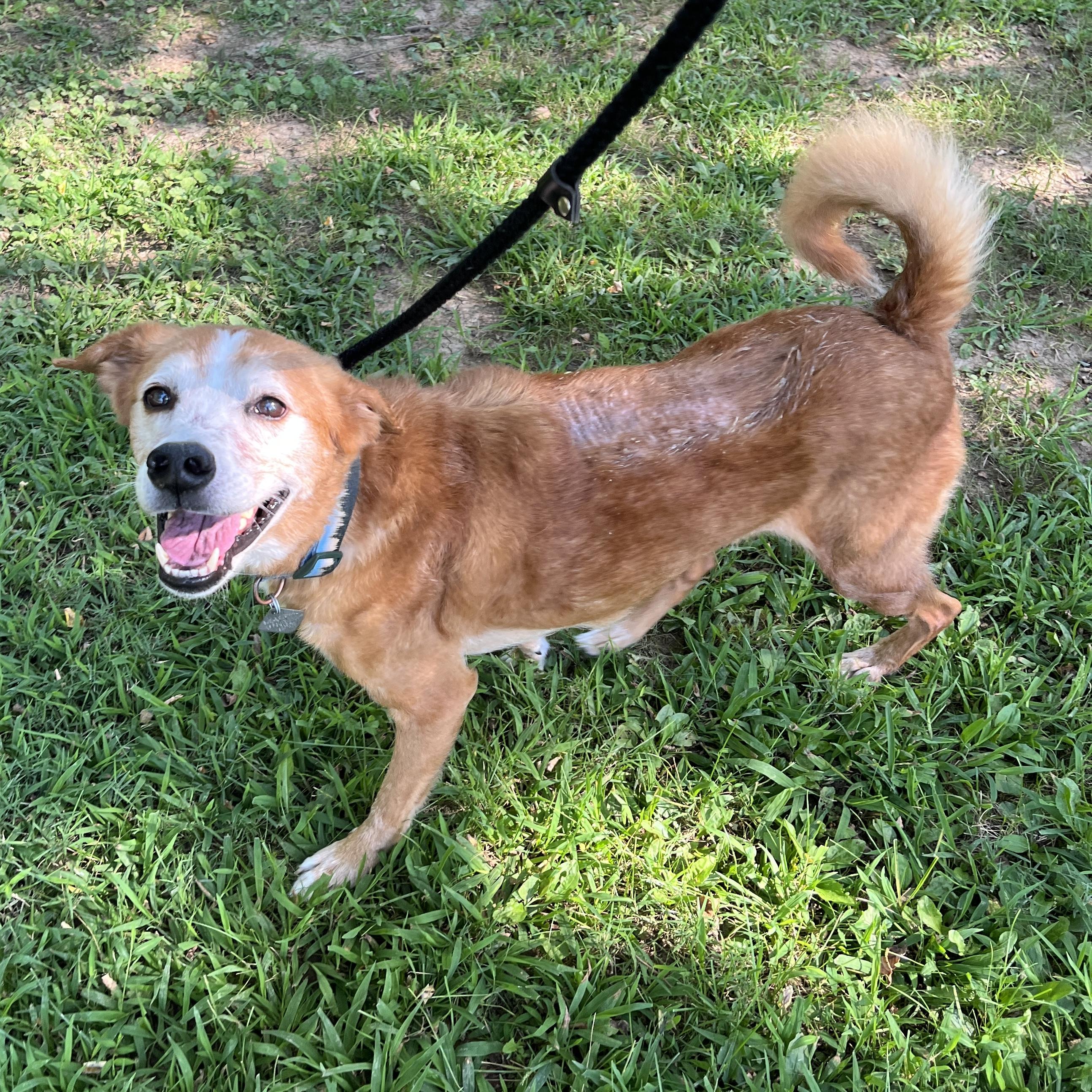 Enlarge Loki, a Adoptable mixed breed in New Hope, PA image 2/4
