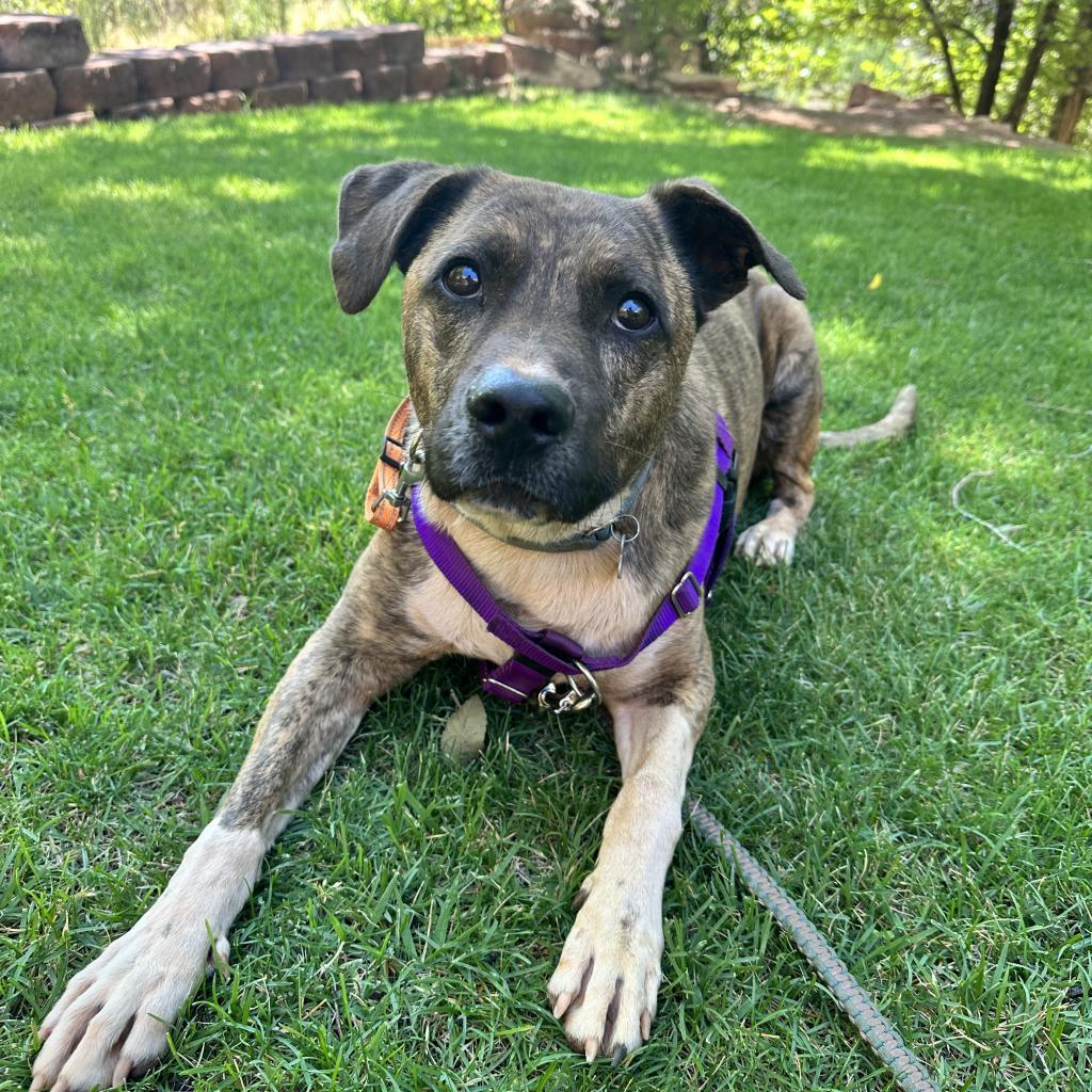 Tuna — thumbnail 2