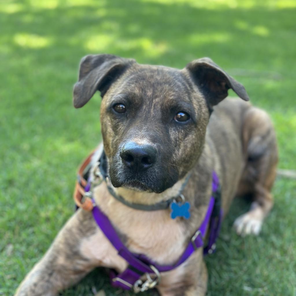 Tuna — thumbnail 3