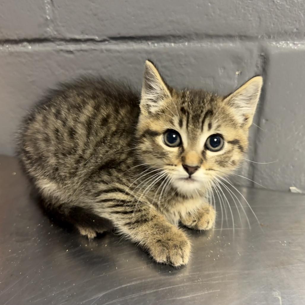 Kiko, Adoptable, Kitten Male Domestic Short Hair.