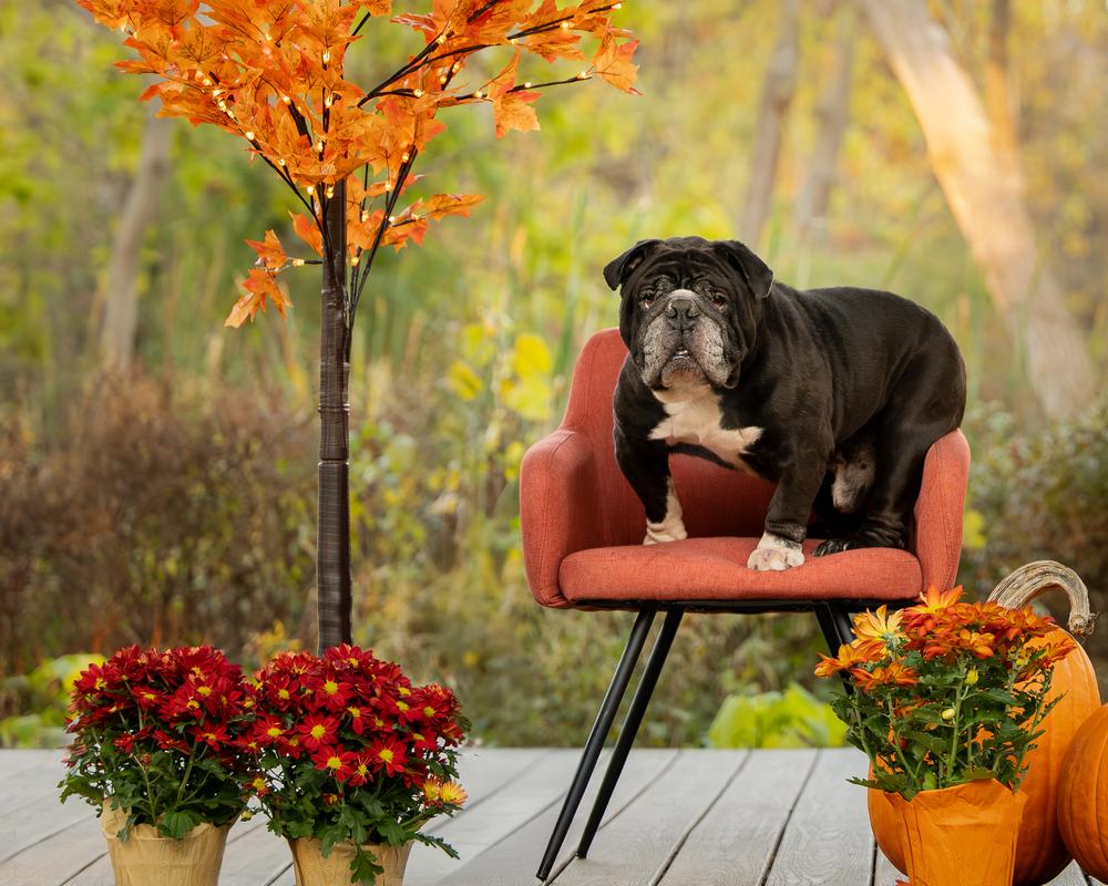 Bull Baby, Adoptable, Adult Male English Bulldog.