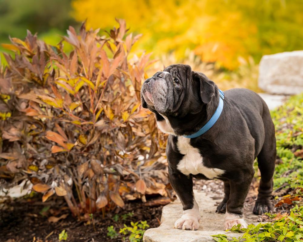 Bull Baby, a Adoptable mixed breed in Plymouth, MI image 2/6